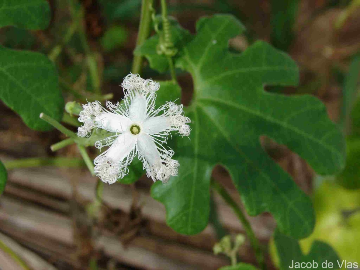 Trichosanthes cucumerina L.